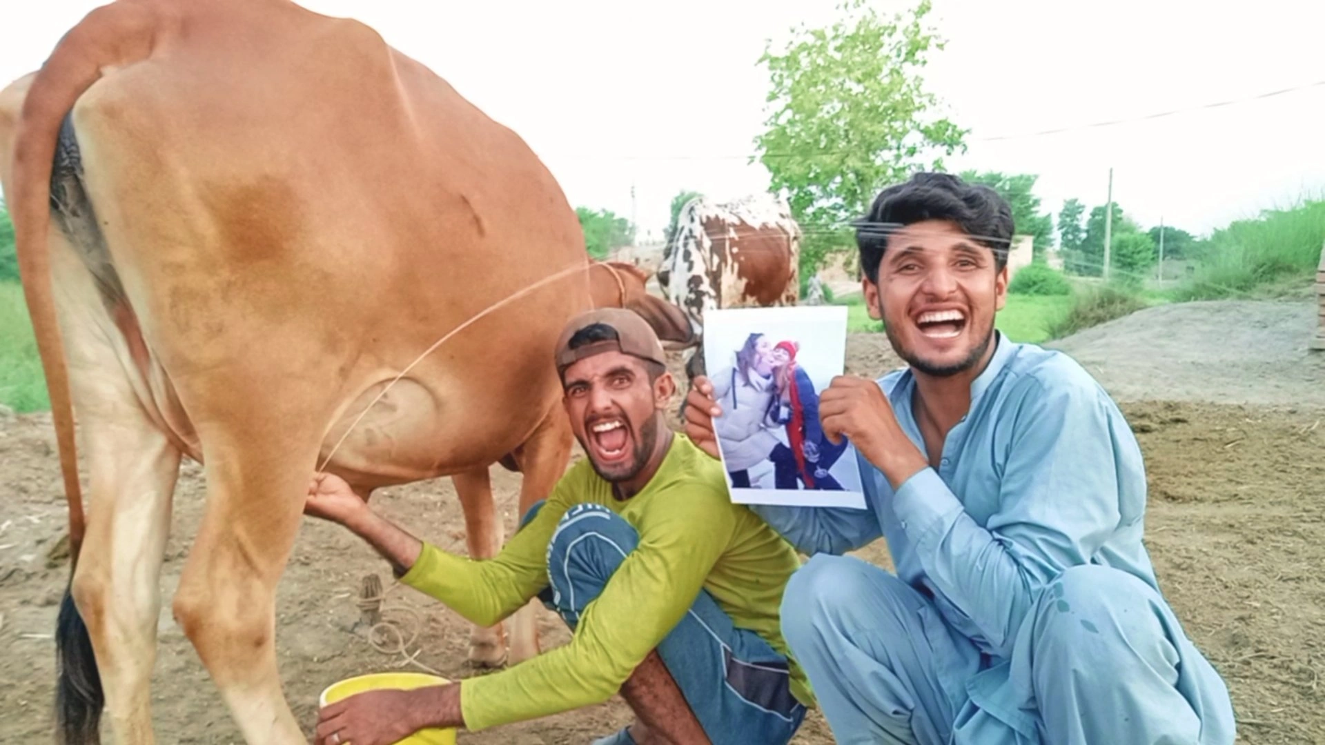 milking cow crazy birthday wish